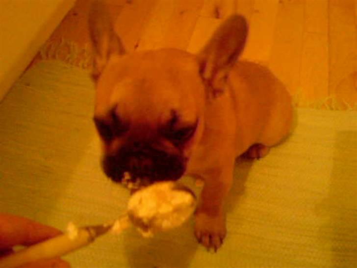 Fransk bulldog Ludvig - flødeskum, mums billede 17