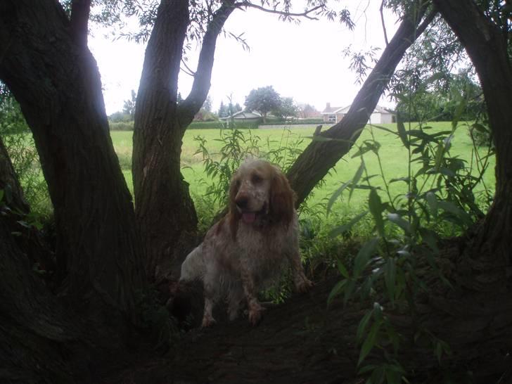 Cocker spaniel :)nuggi  RIP billede 2