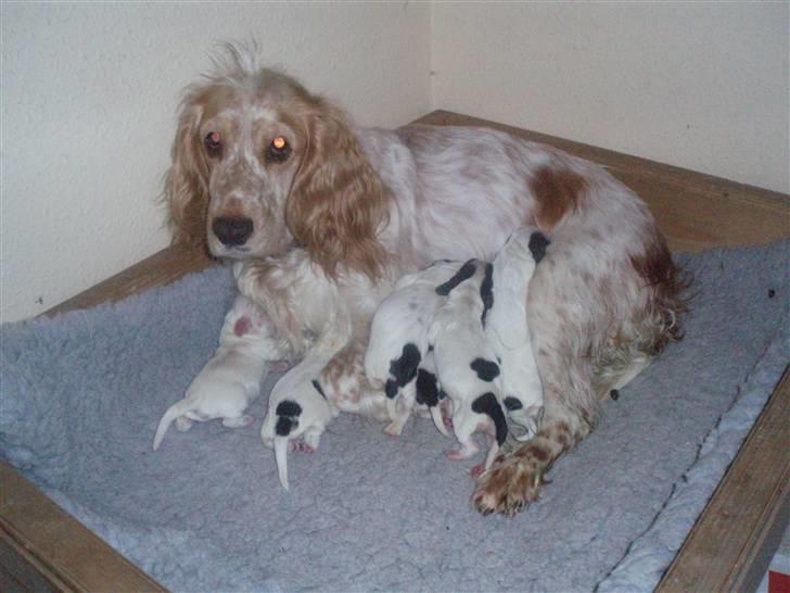 Cocker spaniel :)nuggi  RIP - Vel overstået fødsel billede 3