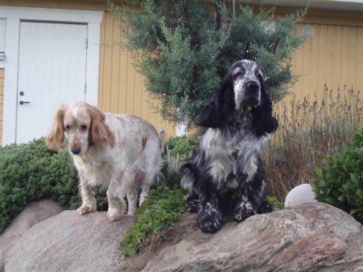 Cocker spaniel :)nuggi  RIP - Udsikts posten billede 4