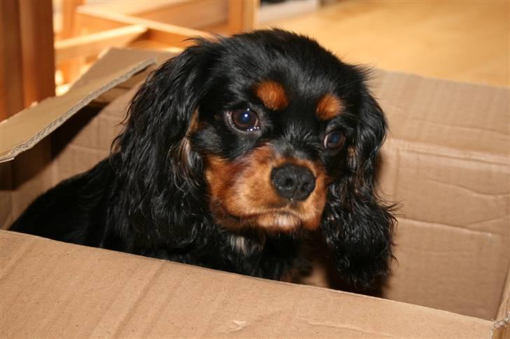 Cavalier king charles spaniel Freddie - Skal vi lege skjul? 19-10-2007 billede 13