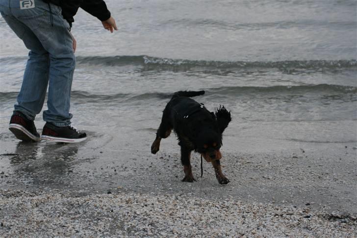 Cavalier king charles spaniel Freddie - Lækkert at være på stranden. 20-10-2007 billede 14