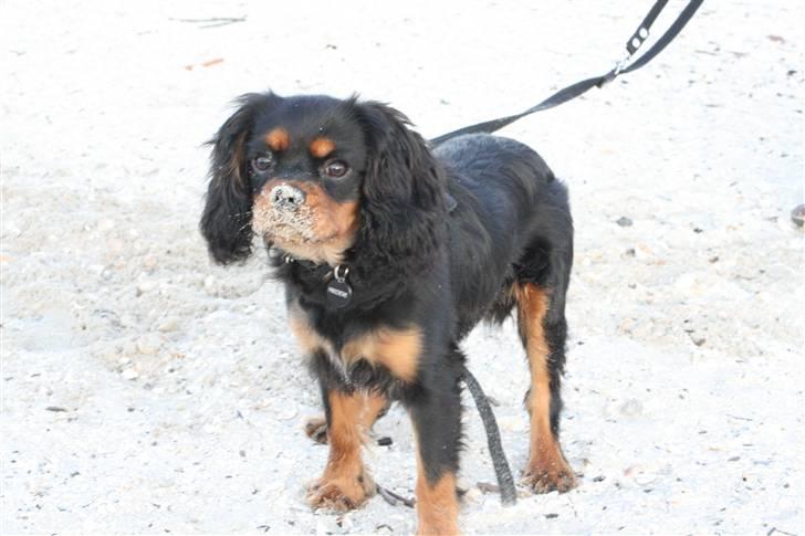 Cavalier king charles spaniel Freddie - Se mig lige -sand er bare så sjovt :) 20-10-2007 billede 15