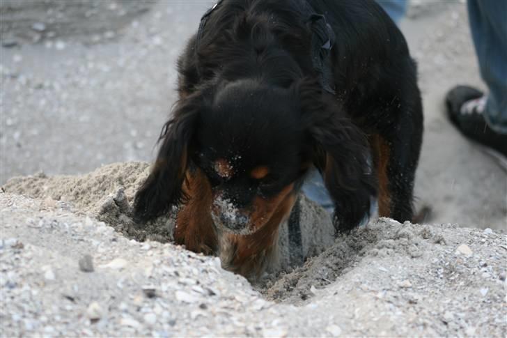 Cavalier king charles spaniel Freddie - Jeg ved der er noget, jeg skal bare grave dybt nok. 20-10-2007 billede 16