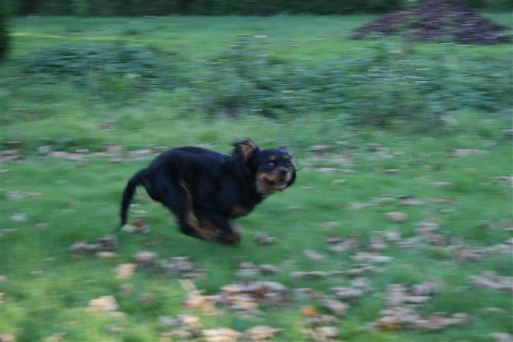 Cavalier king charles spaniel Freddie - Se mig!!! Du kan ikke fange mig :) 19-10-2007 billede 17