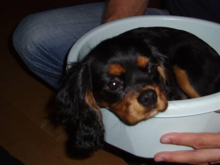 Cavalier king charles spaniel Freddie - 07-09-2007 billede 18