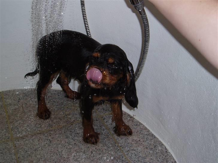 Cavalier king charles spaniel Freddie - UUUH vandet løber ned i mit ansigt.... 09-09-2007 billede 19