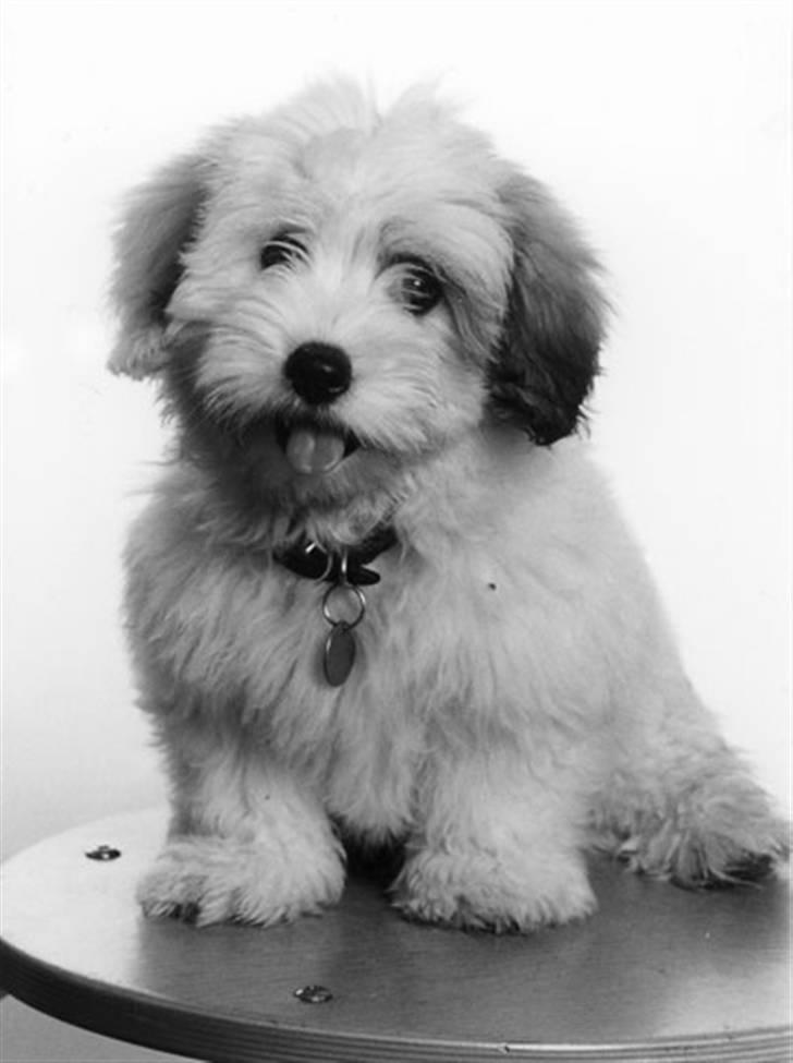 Coton de tulear Luna (R.I.P) - Mor tog med med til fotograf da jeg var lille, jeg var lidt stolt billede 16