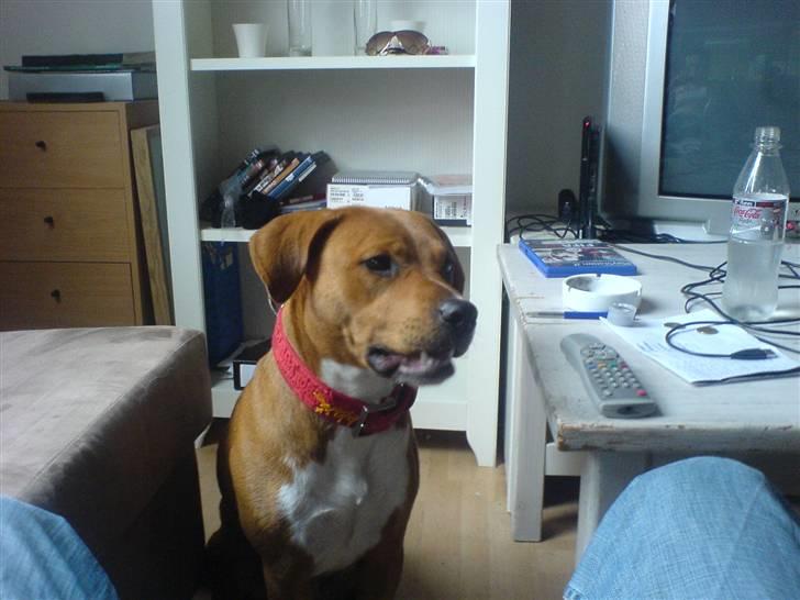 Blanding af racer Angel. ½ staff ½ labrador billede 8