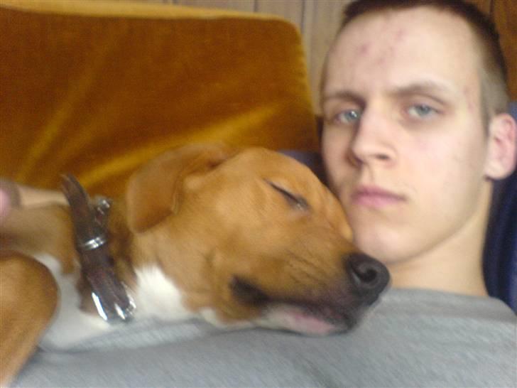 Blanding af racer Angel. ½ staff ½ labrador billede 10