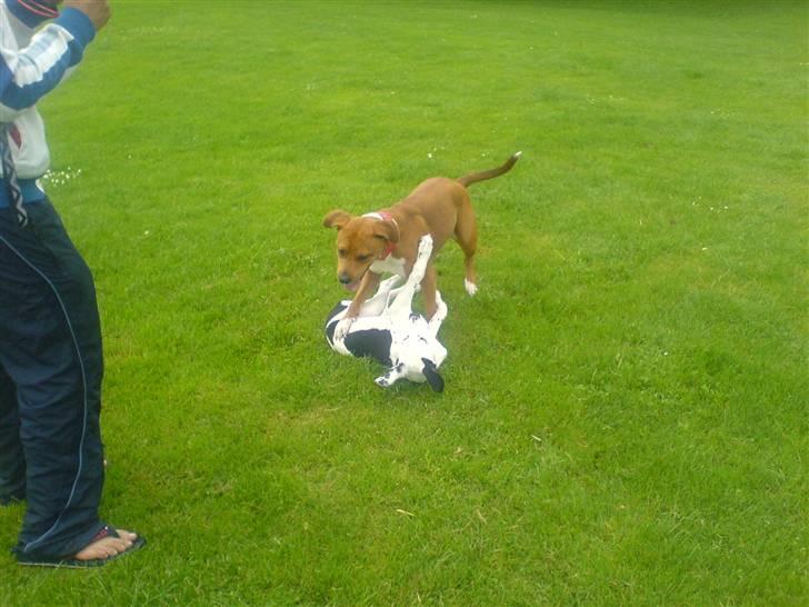 Blanding af racer Angel. ½ staff ½ labrador billede 11