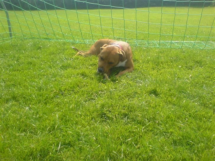 Blanding af racer Angel. ½ staff ½ labrador billede 14