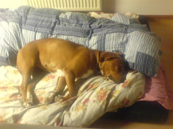 Blanding af racer Angel. ½ staff ½ labrador billede 16