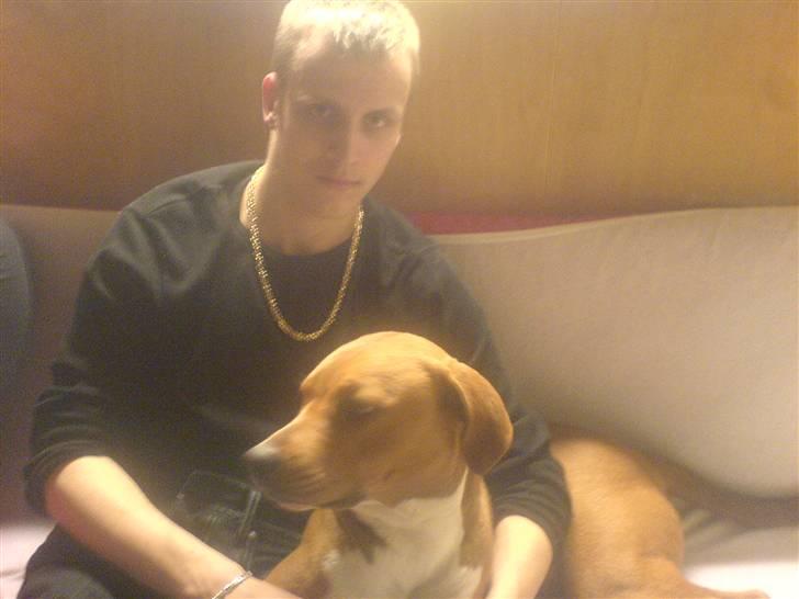 Blanding af racer Angel. ½ staff ½ labrador billede 17