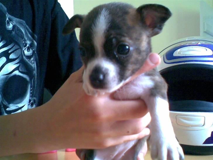 Blanding af racer chevy - 14 dage gammel..... billede 1