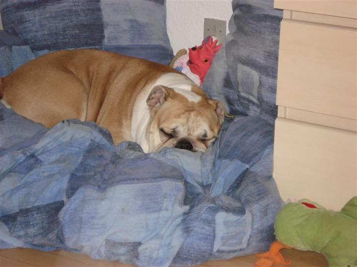 Engelsk bulldog Atilla - Mmm.... Jeg er altså helt tosset med mine dyner... deler dem også gerne;) billede 6