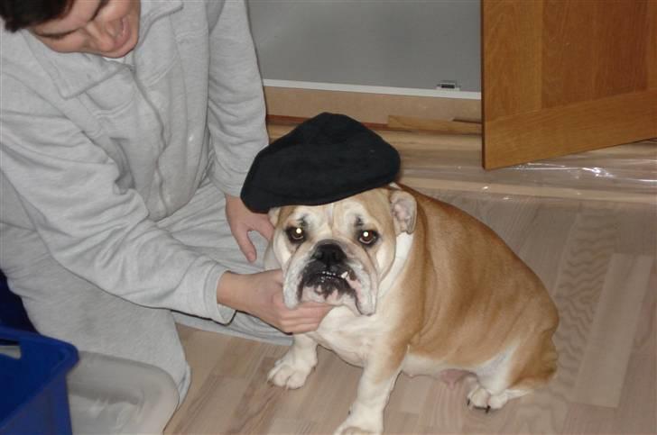 Engelsk bulldog Atilla - ÆV! Far fløj til Paris.... og glemte mig, havde ellers pakket:( billede 7