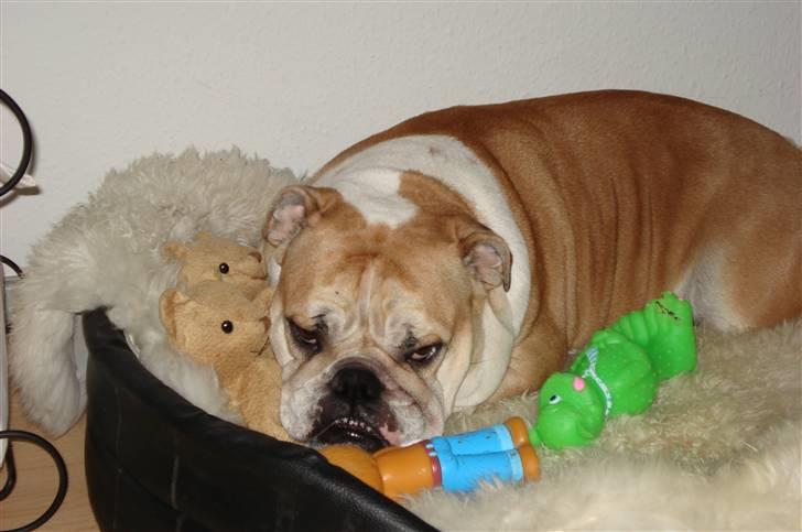 Engelsk bulldog Atilla - Legetøjet deler jeg ikke med nogen! NO WAY! billede 8