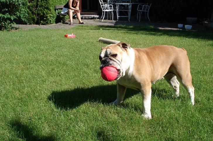 Engelsk bulldog Atilla - En ny fin bold, i min nye have.... bedre fåes det ikke! billede 9