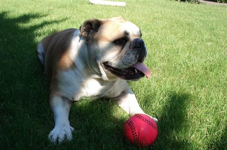 Engelsk bulldog Atilla - En ny fin bold i min nye have... bedre fås det ikke! billede 10