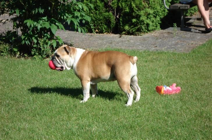 Engelsk bulldog Atilla - En ny fin bold i min nye have... bedre fås det ikke! billede 11
