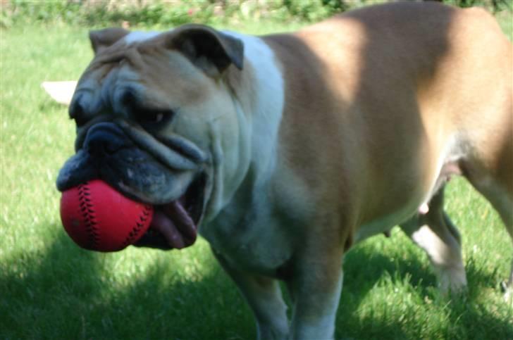 Engelsk bulldog Atilla - En ny fin bold i min nye have... bedre fås det ikke! billede 12