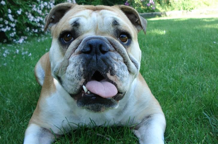 Engelsk bulldog Atilla - Mor & far syns det her billed er kanon! billede 13