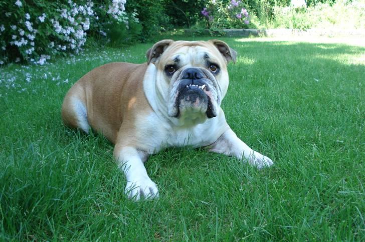 Engelsk bulldog Atilla - Er jeg ikke en fin dame?? billede 14