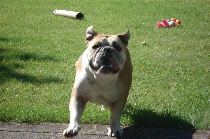 Engelsk bulldog Atilla - Ja ja... Jeg kommer så hurtig jeg kan...se selv. billede 15
