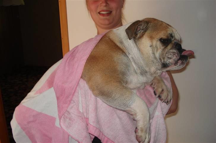 Engelsk bulldog Atilla - Det bedste ved at være i bad... er når man skal tørres, det bare så skønt! billede 16