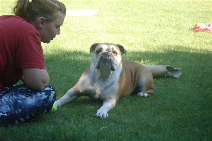 Engelsk bulldog Atilla - Hjælper mor & far med at male....  billede 17