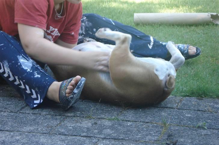 Engelsk bulldog Atilla - Hjælper mor & far med at male....  billede 18