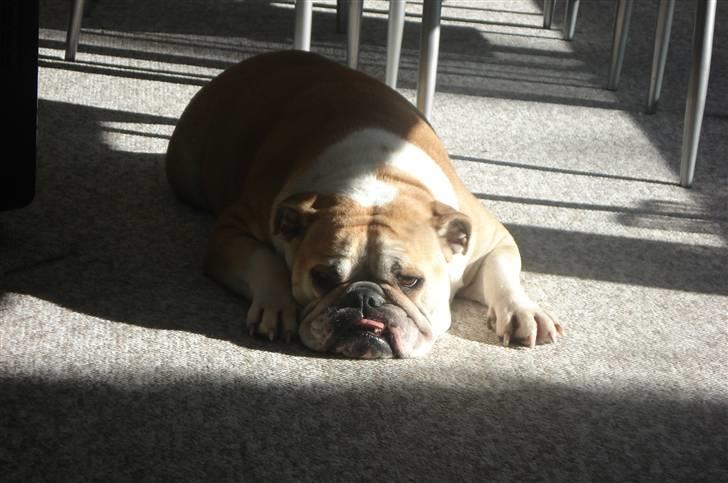 Engelsk bulldog Atilla - Man hygger så dejligt  den varme solstråle... ahhh billede 19