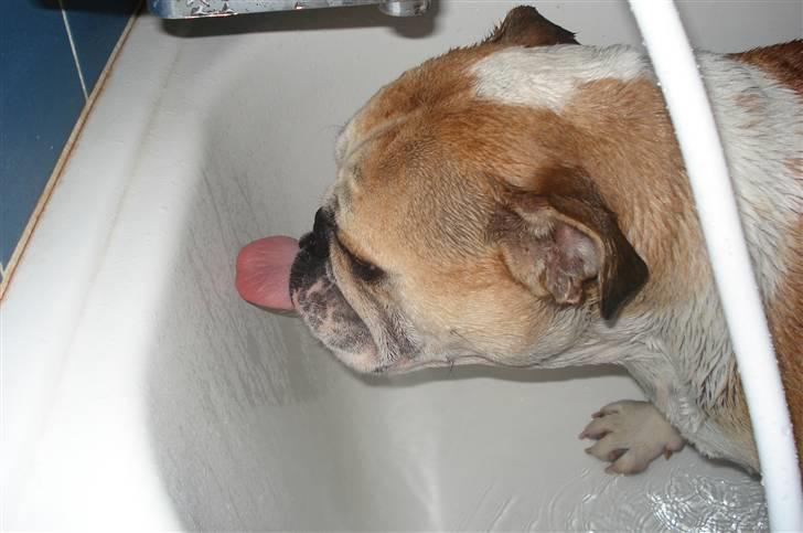 Engelsk bulldog Atilla - Det er ren luksus at være hund...En drink mens man bliver badet af mor..Mmmm billede 20