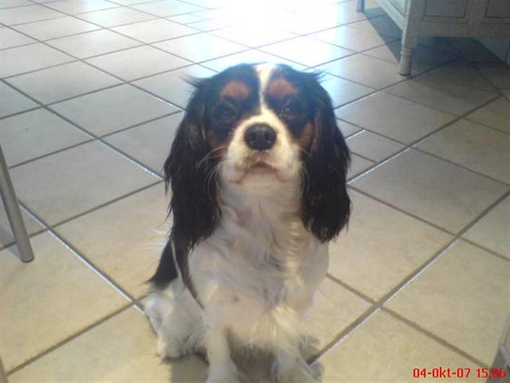 Cavalier king charles spaniel cherie billede 11