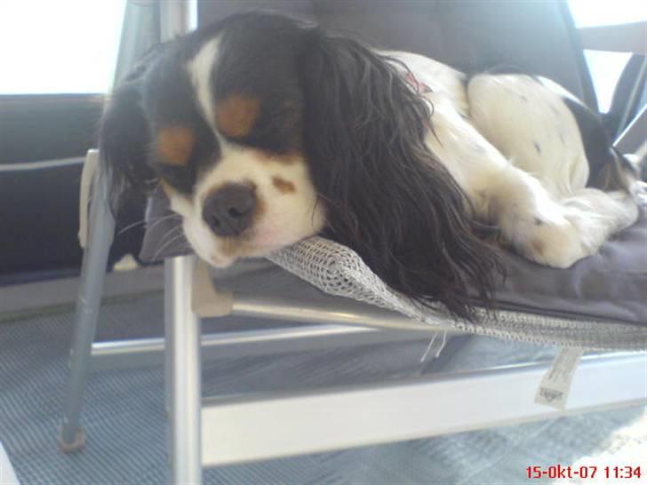 Cavalier king charles spaniel cherie billede 12