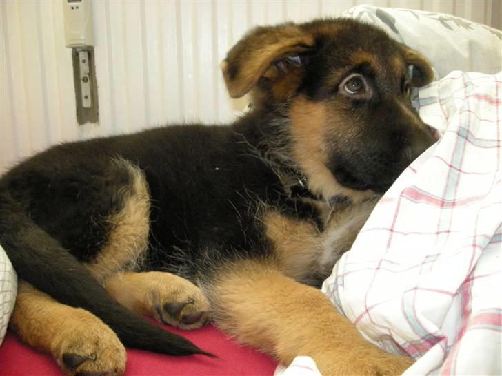 Schæferhund Silke R.I.P. mors engel - Billed hos opdrætteren. 7 uger gammel billede 1