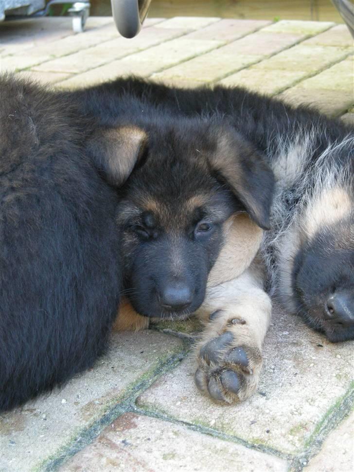 Schæferhund Silke R.I.P. mors engel - Billed hos opdrætteren. 7 uger gammel billede 2