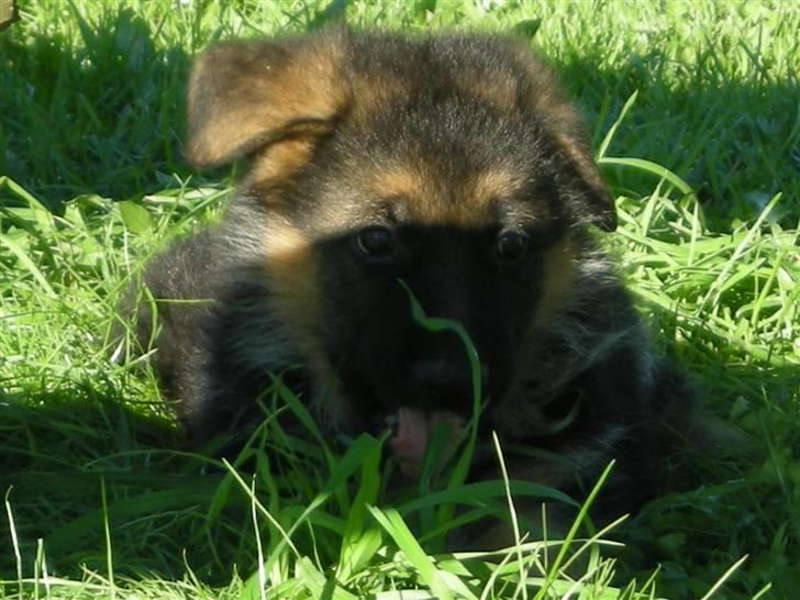 Schæferhund Silke R.I.P. mors engel - Billed hos opdrætteren. 7 uger gammel billede 3