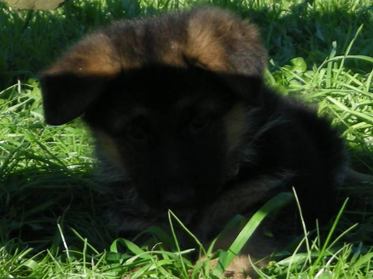 Schæferhund Silke R.I.P. mors engel - Billed hos opdrætteren. 7 uger gammel billede 4