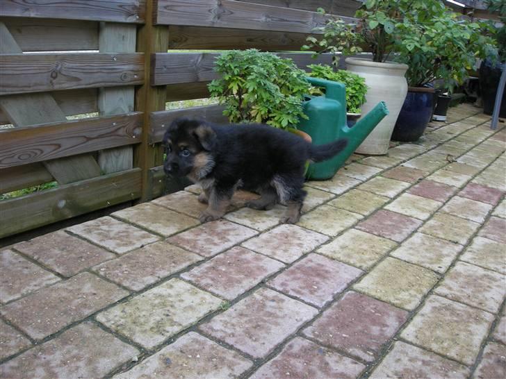 Schæferhund Silke R.I.P. mors engel - Billed hos opdrætteren. 5 uger gammel billede 5