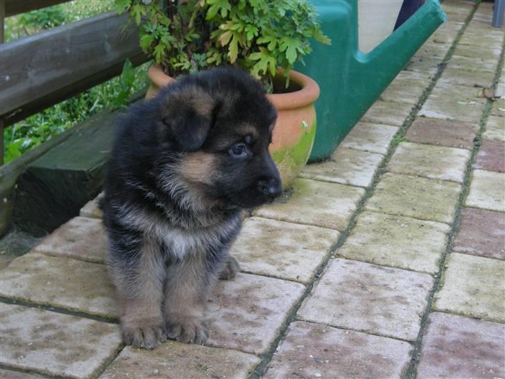 Schæferhund Silke R.I.P. mors engel - Billed hos opdrætteren. 5 uger gammel billede 6