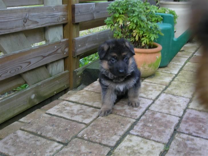 Schæferhund Silke R.I.P. mors engel - Billed hos opdrætteren. 5 uger gammel billede 7