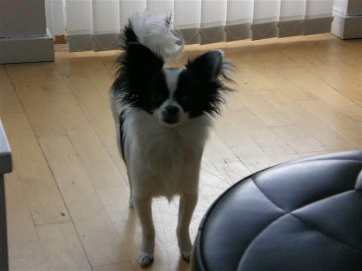 Blanding af racer Egon - Hr. Egon billede 1