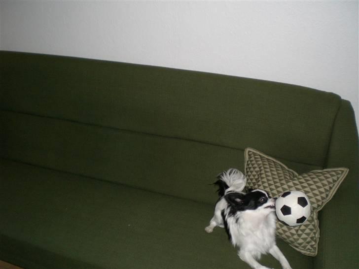 Blanding af racer Egon - Egon spiller mundbold billede 2