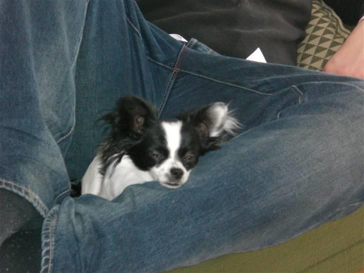 Blanding af racer Egon - Afslapning!! billede 3