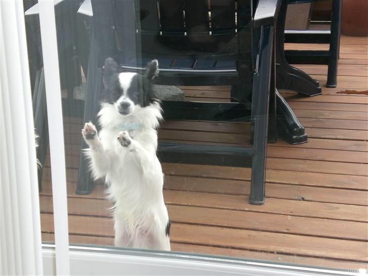 Blanding af racer Egon - Luk mig ind.. billede 5