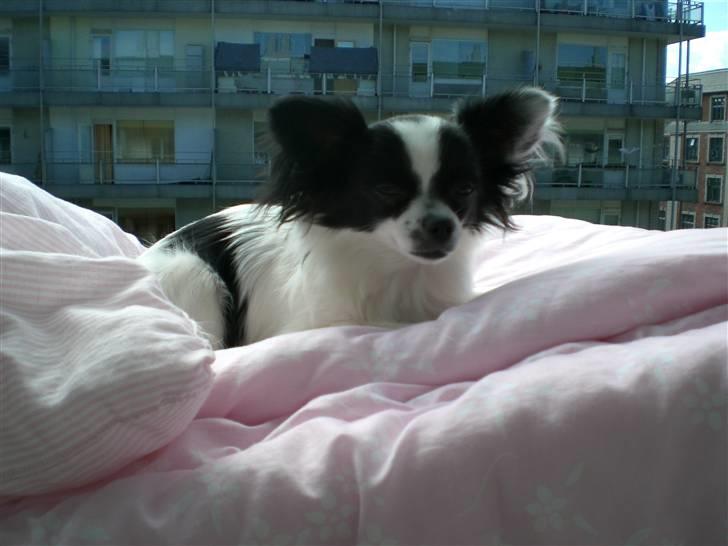 Blanding af racer Egon - Solbad. billede 6