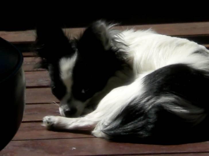 Blanding af racer Egon - Mere solbad billede 7