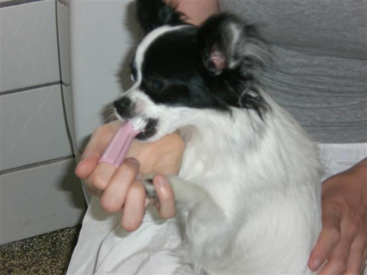 Blanding af racer Egon - Egon skal have børstet tænder. billede 8